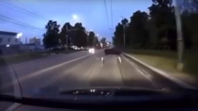 Лось попал на видео на Куйбышевском шоссе в Рязани